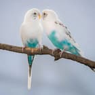 Zeenest™ bird essentials collection