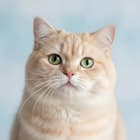 Zeenest™ cat essentials collection