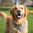 Zeenest™ dog essentials collection