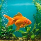 Zeenest™ aquarium and fish essentials collection