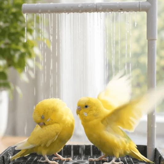 Two yellow canary birds enjoying the Zeenest CircuBath automatic pet bird shower