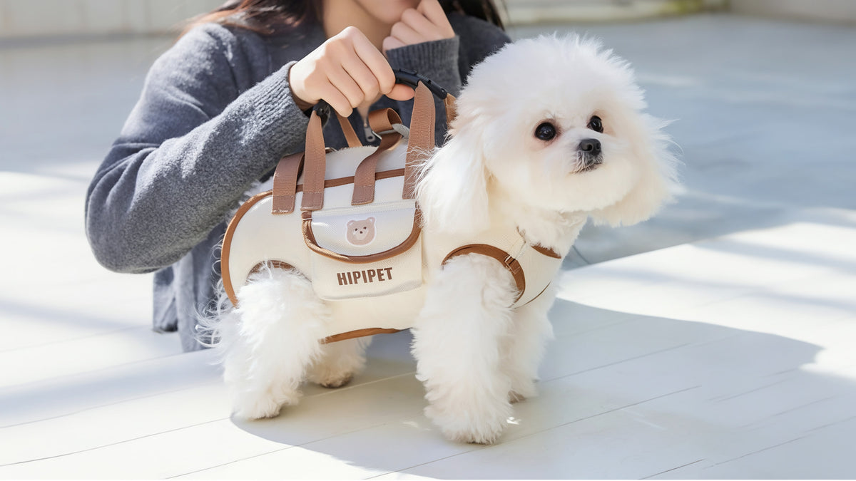 A small white dog wearing a stylish and comfortable travel carrier bag being held outdoors.